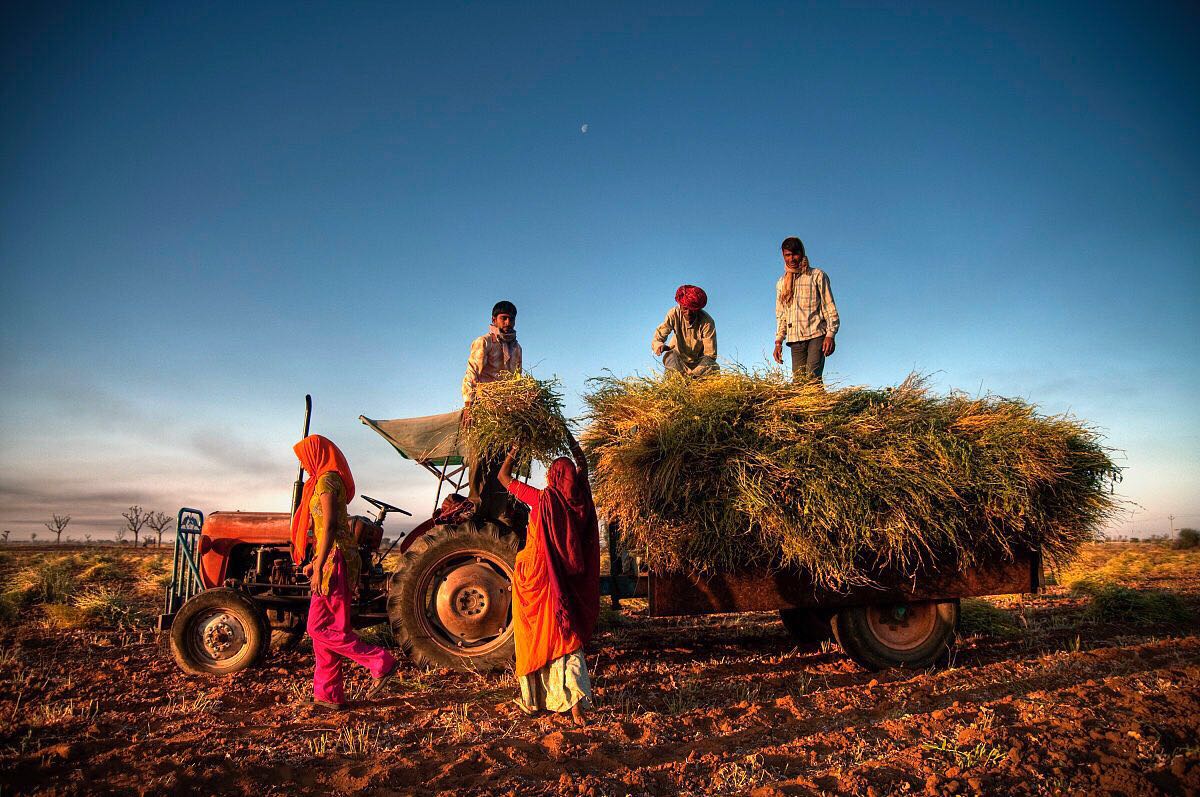 印度可耕地面积世界第一，粮食产量却远低于中国，还经常饿死人