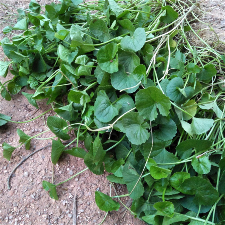 田边一种植物叫"崩大碗",外形像缺口铜钱,小姨认出它是积雪草