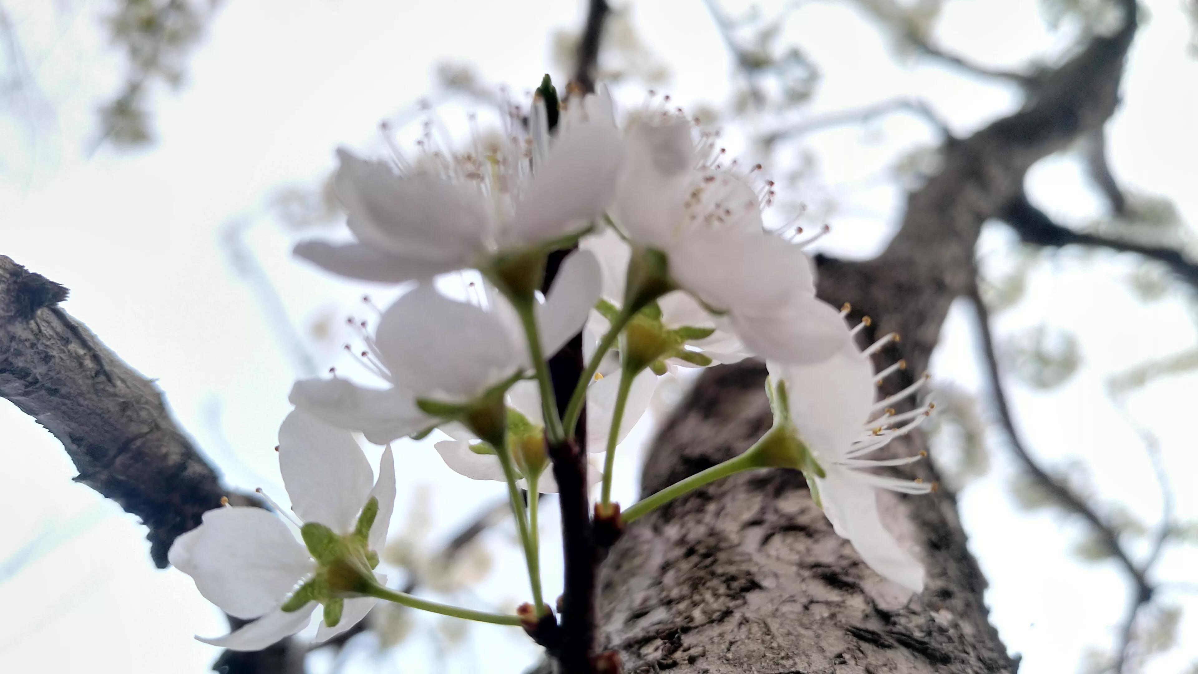 李树开花一树白，银装素裹如堆雪