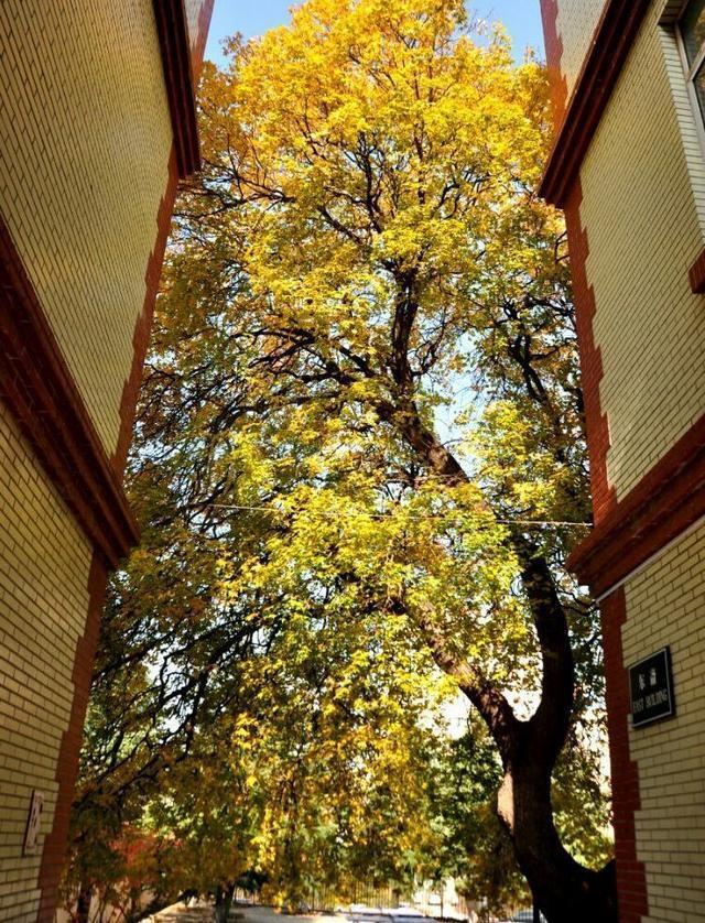 烟台最好的5所高中，2020高考成绩优秀，其中3所有11人挺进省前50