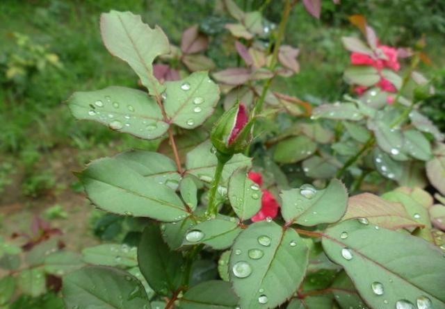 月季花和玫瑰花的区别（四个容易分别月季花玫瑰花的方法）