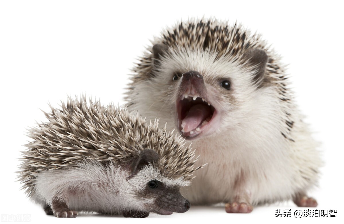 两只刺猬,如何能抱团取暖?