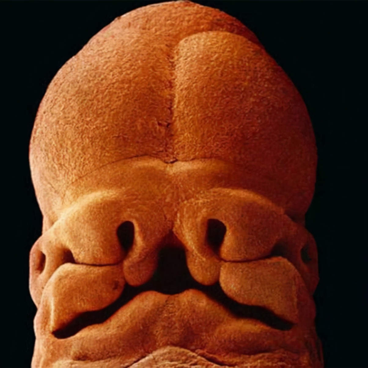 人类胚胎发育:从精子到发育完全全过程摄影