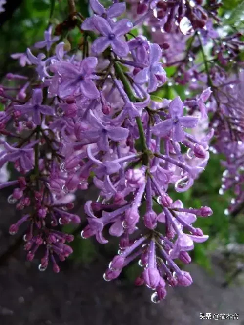 赞美丁香花的优雅诗句(十首丁香花的优美古诗词赏析)