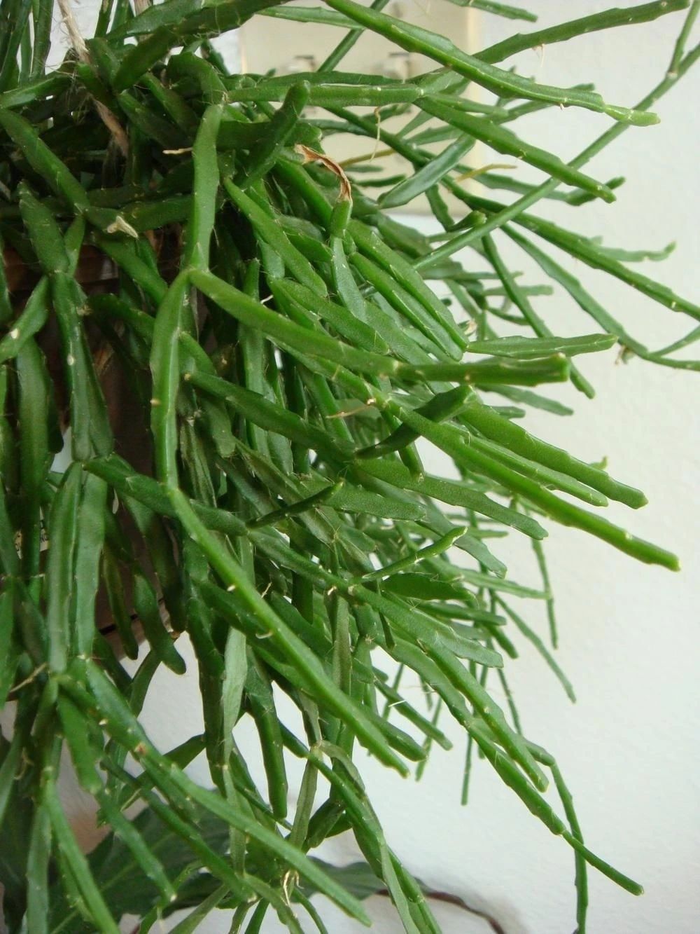 仙人掌的茎(很适合养朝东朝北窗台的槲寄生仙人掌)