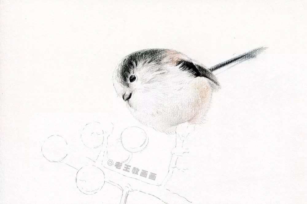 彩铅小鸟的画法，超详细过程