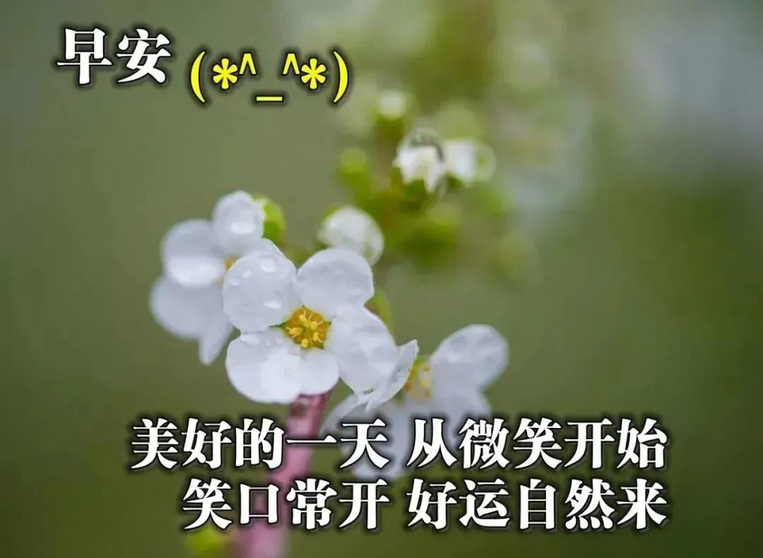 早晨好 愿我的问候给你带来快乐