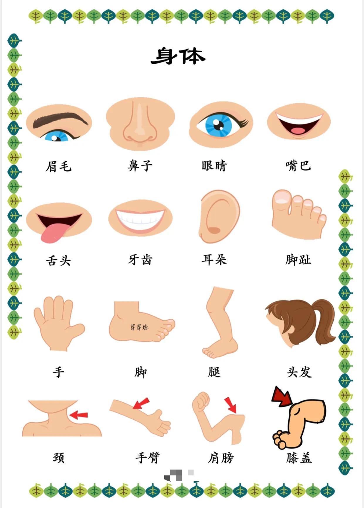 身体部位有哪些人身上各个部位名称图 汽车时代网