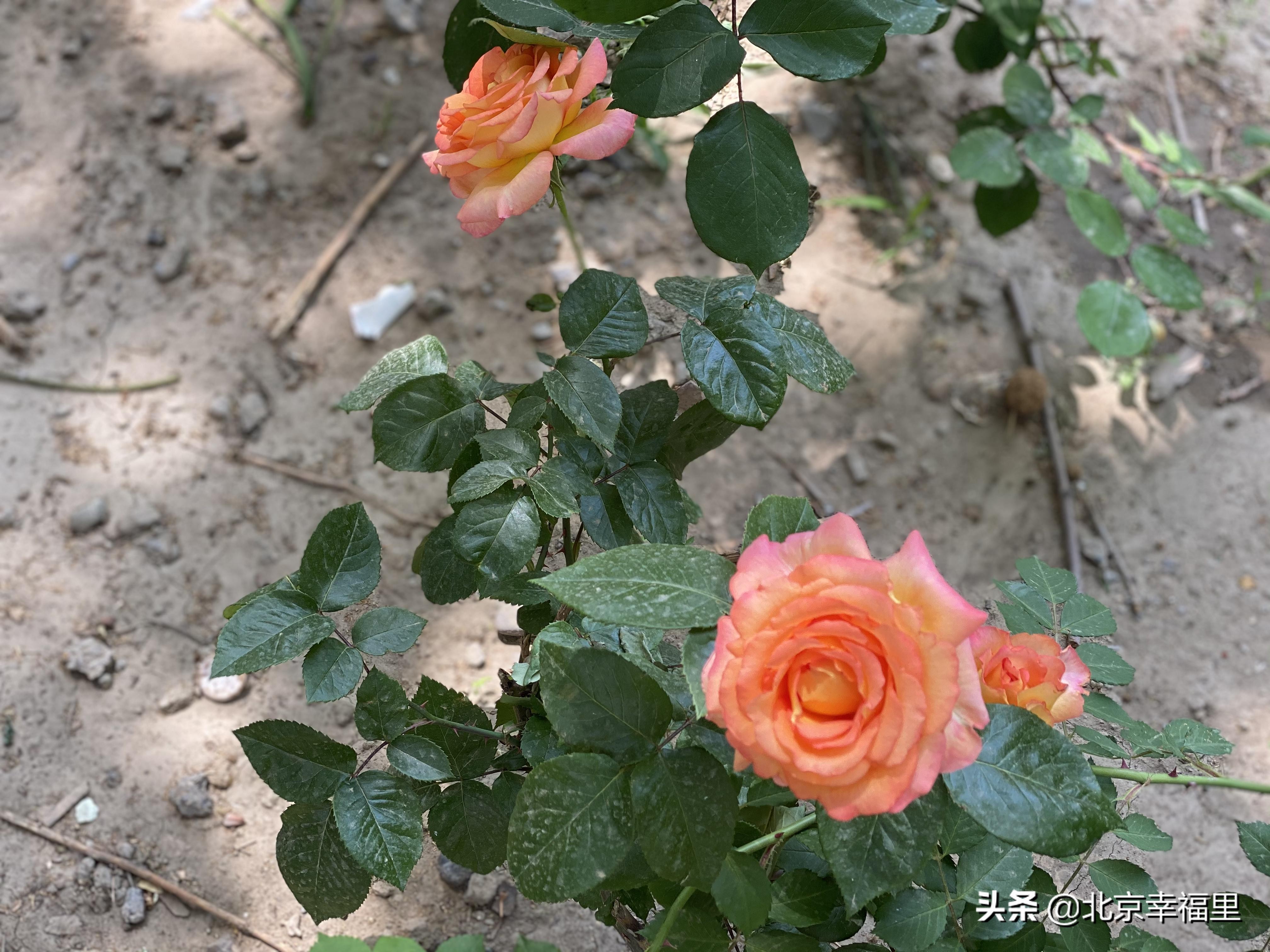 开门见绿、出门看花，城南这个花园式小区你喜欢吗？