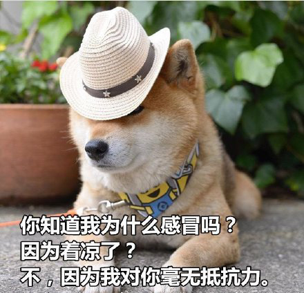 柴犬土味情话表情包合集｜你知道我的缺点是什么吗？