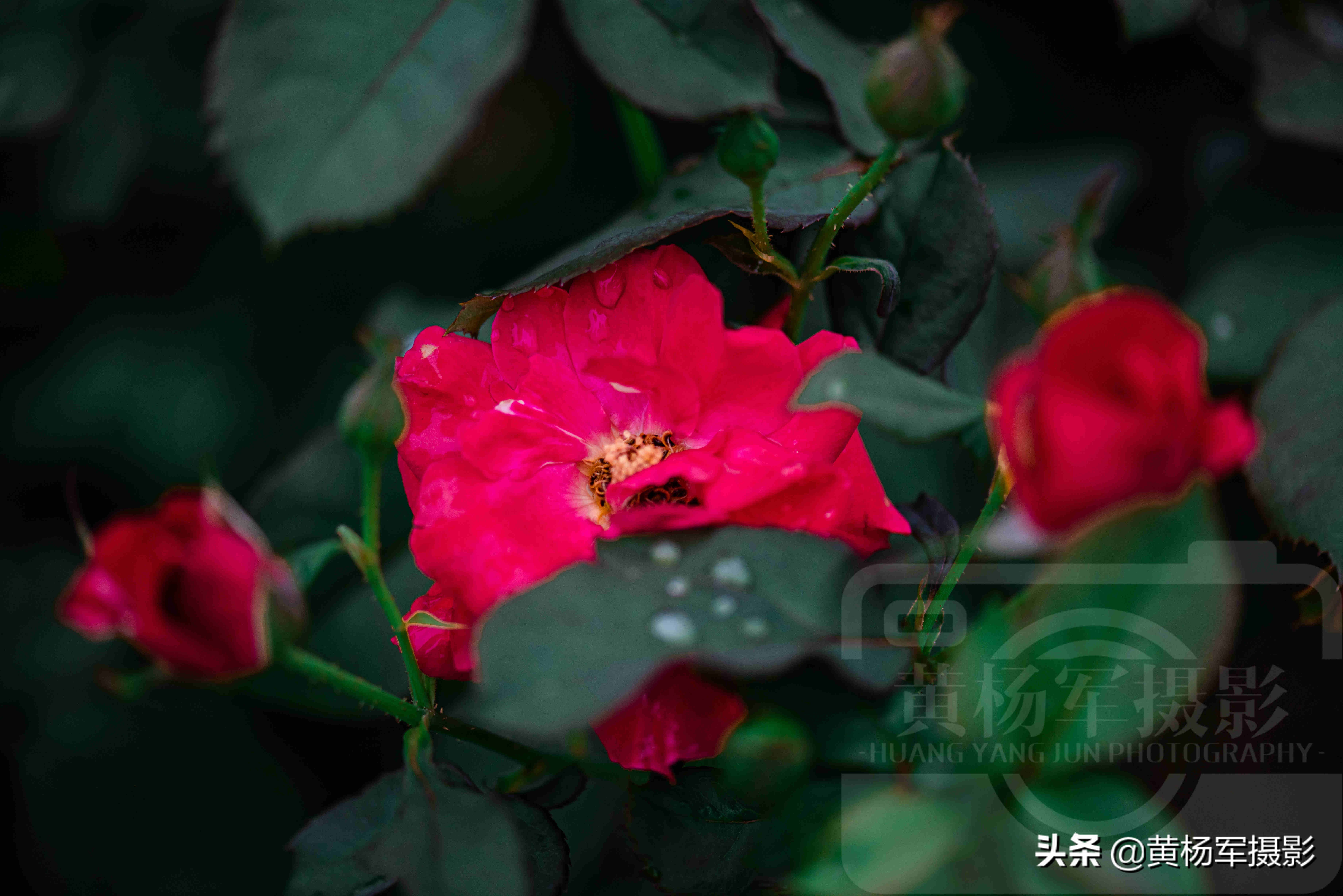 月季花娇艳多姿的芬芳，清香怡人的花朵格外美丽，熟悉百态很烂漫