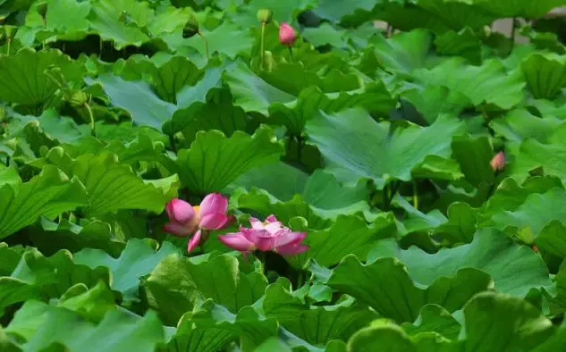 重庆看荷花的地方来啦！错过再等一年......