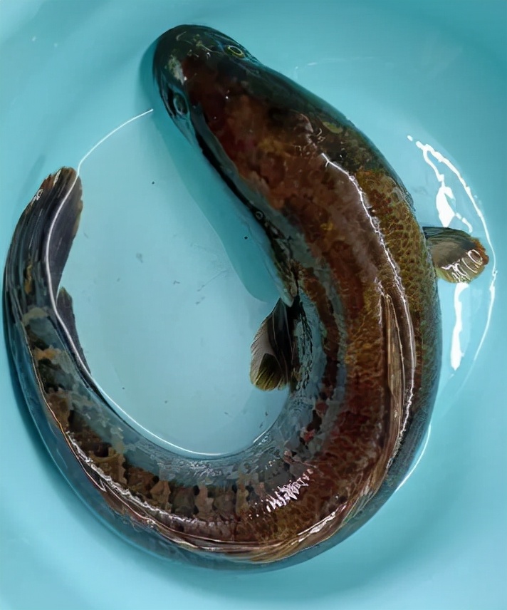 蛇鱼的营养价值及功效图片
