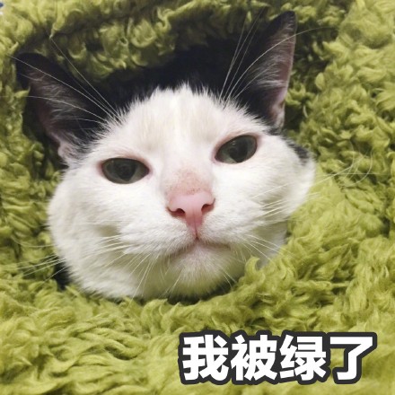 猫咪撩妹表情包：你是我见过女孩子中最美又最可爱的一个