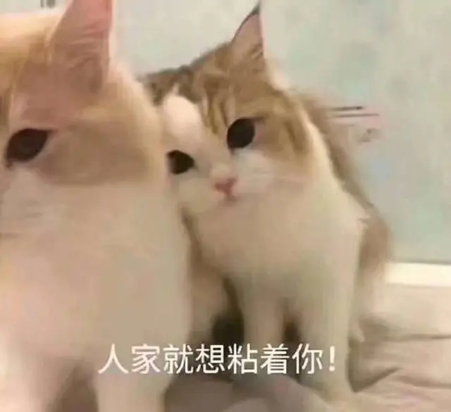 适合给男朋友发的猫猫表情包