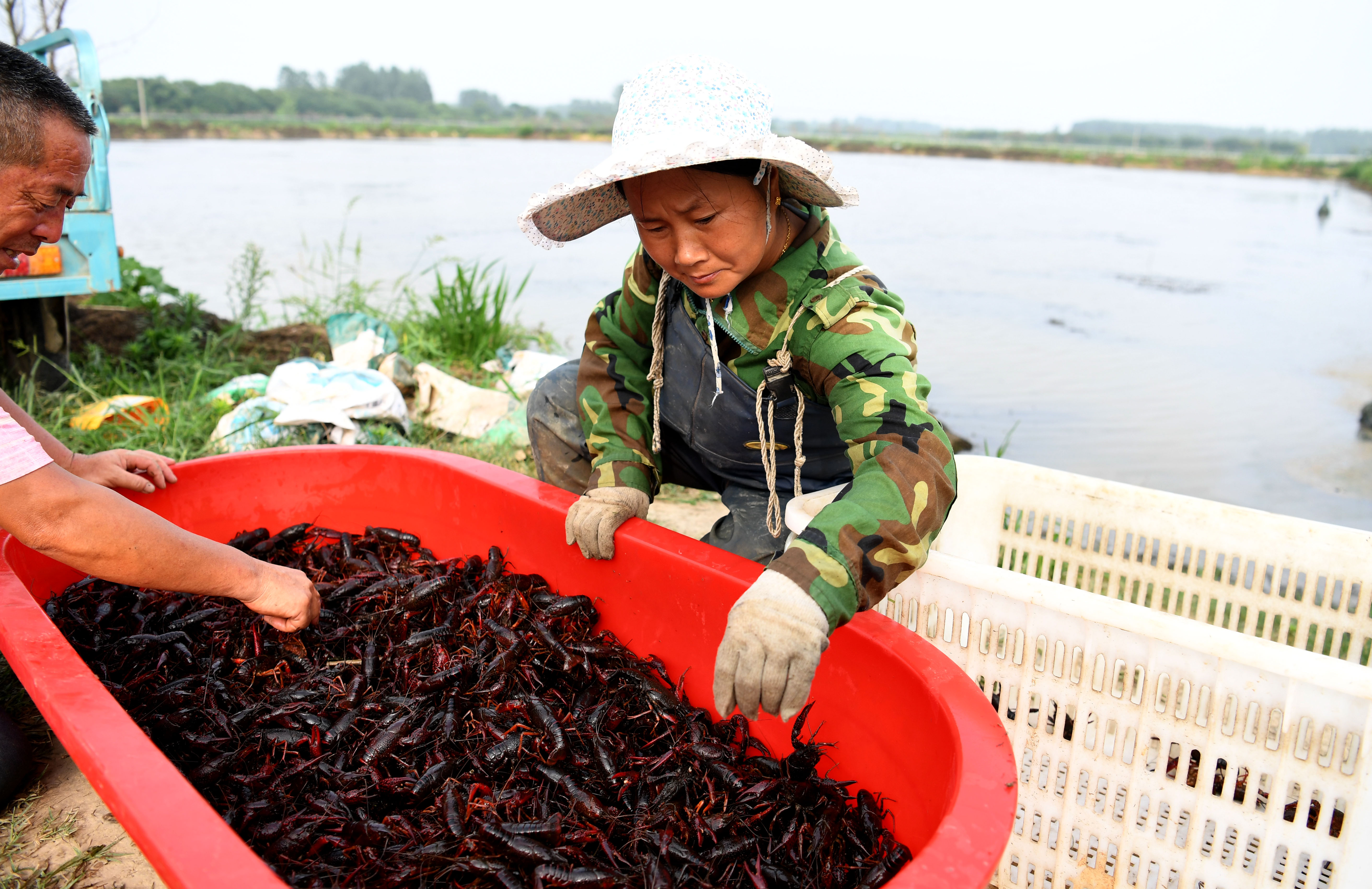 現(xiàn)在小龍蝦養(yǎng)殖，1/3會(huì)虧本？這些原因，令蝦農(nóng)痛苦不堪