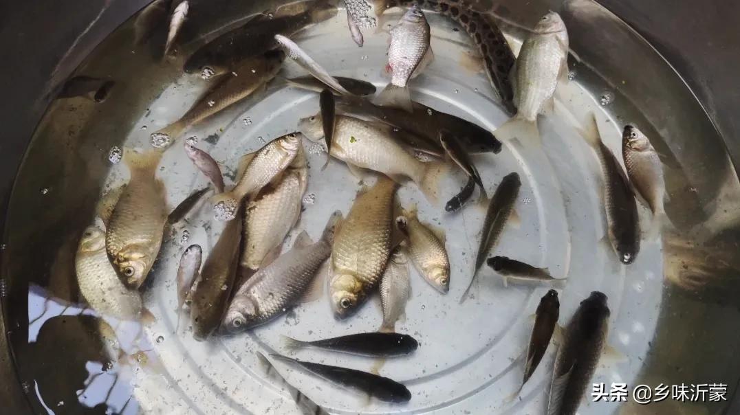 魚翅的做法,魚翅的做法 家常做法視頻