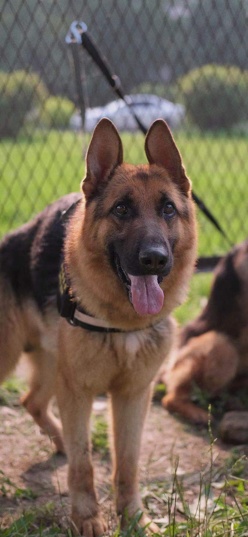 中国刑警学院淘汰犬最高拍出33万，训导员想拍下自养，有竞购者称买到当儿子养，有人准备了北京郊区院子