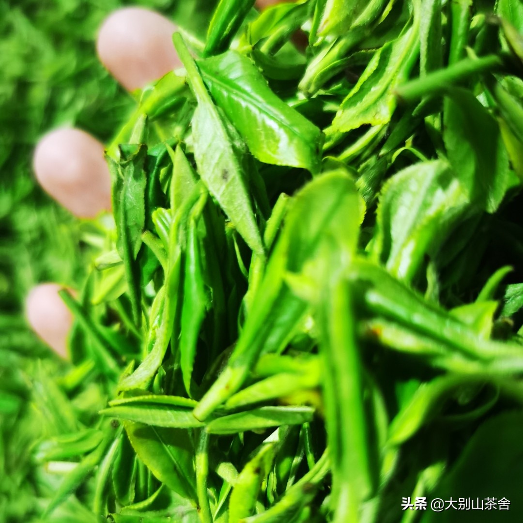 大别山采茶日记，茶季总结：茶歇犹依依，回首数峰青