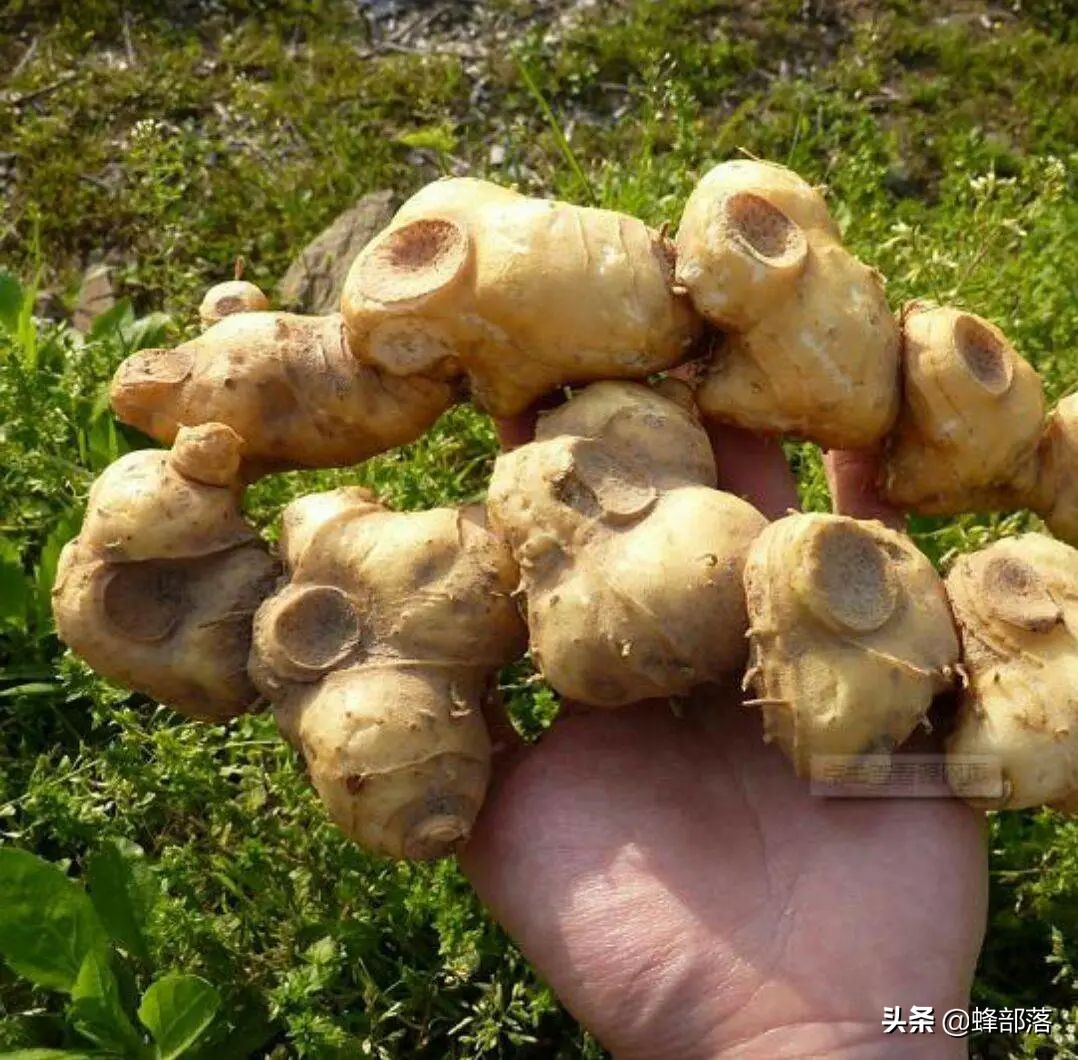 黄精药食两用功能强大，为什么种植很少？良莠不齐，3招辨品质