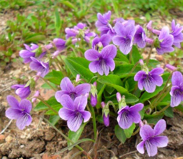 野外一种紫色花,都以为是野花其实价值高,名叫紫花地丁