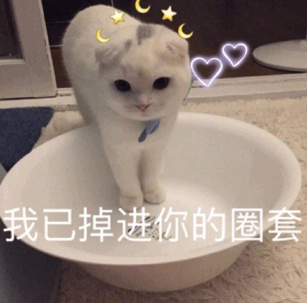 猫咪表情包｜在？出来玩