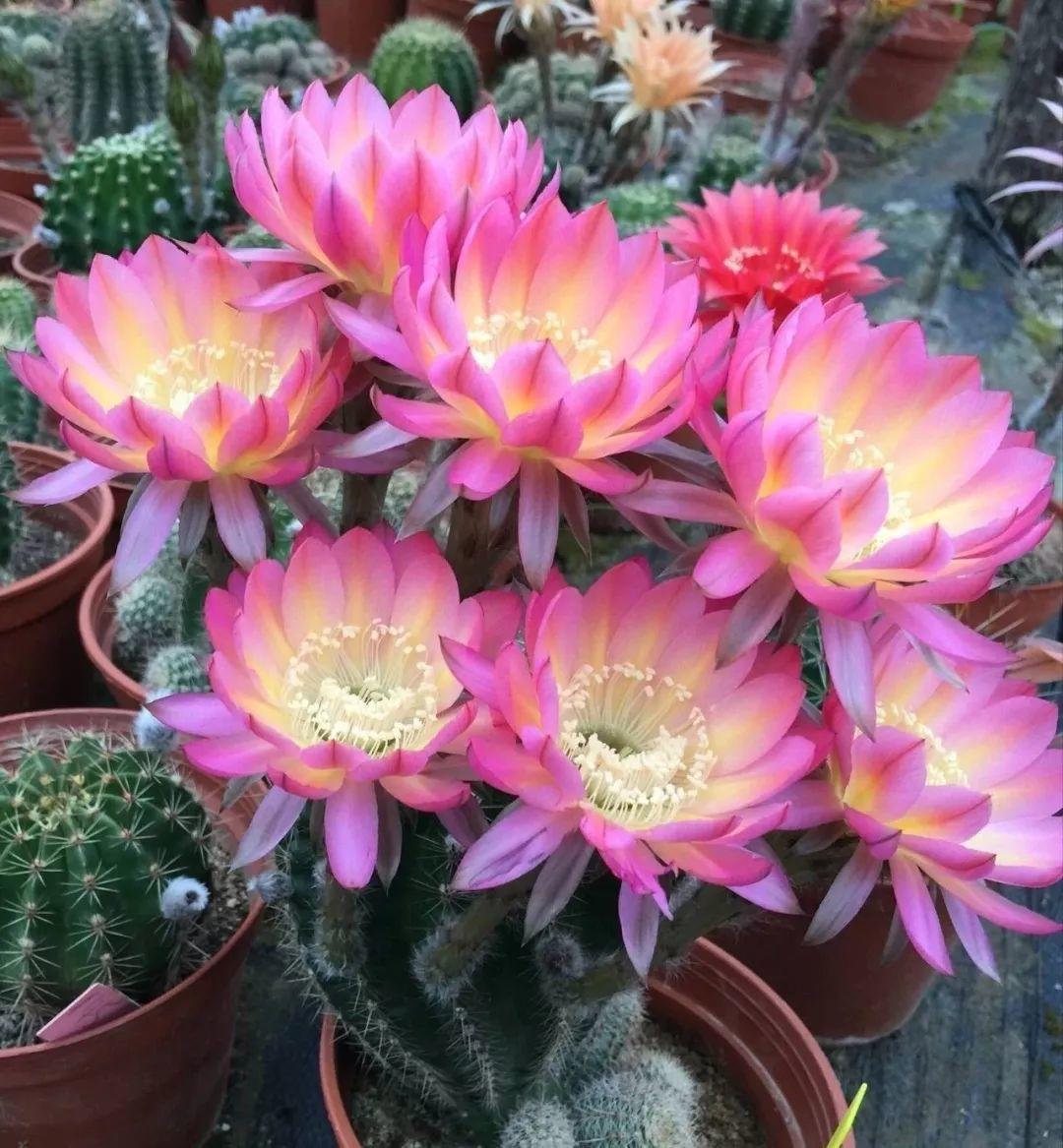 这40种仙人球,花一开,成为春夏的"新宠"!