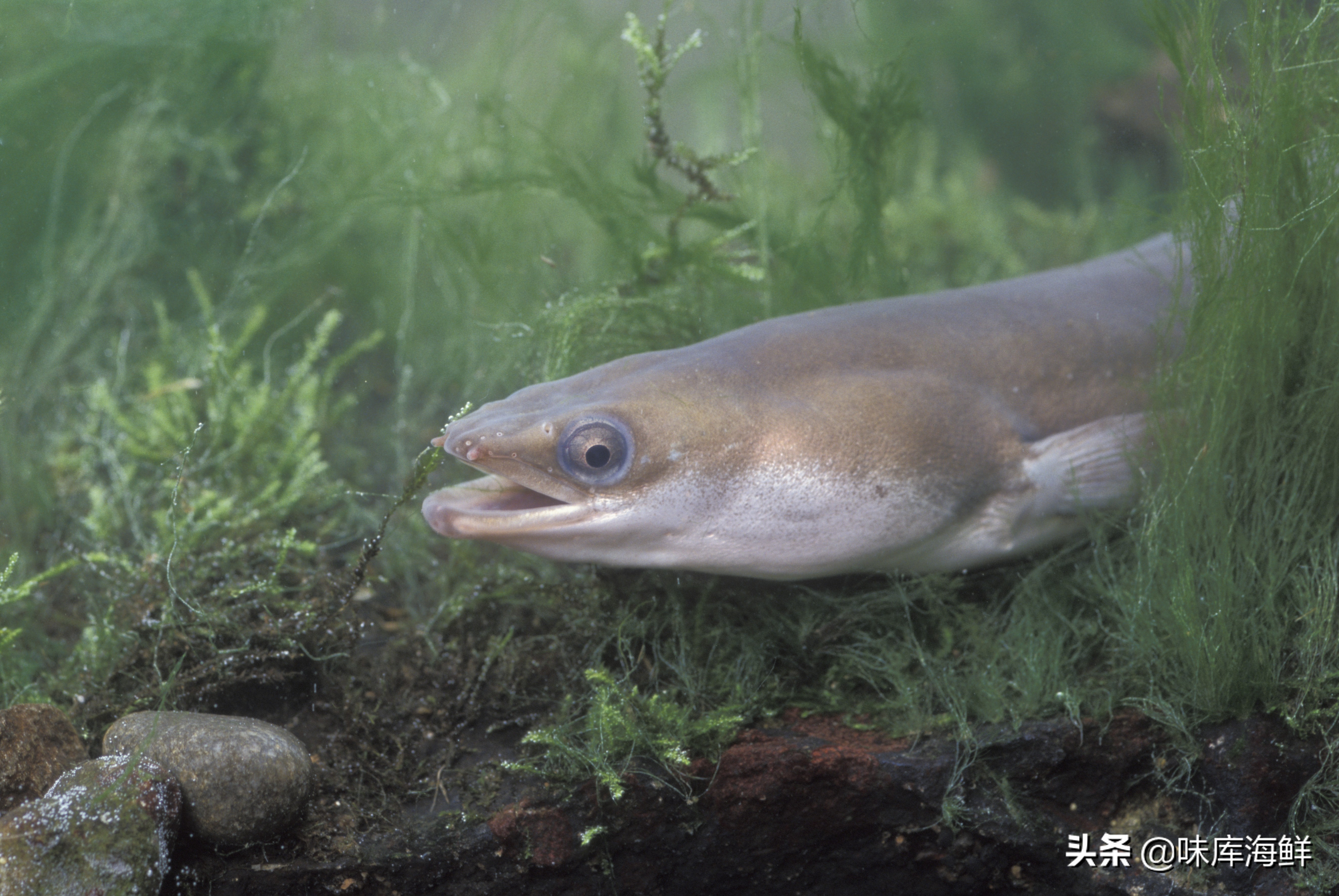 海鰻?我們吃的鰻魚飯到底是個什麼鰻?