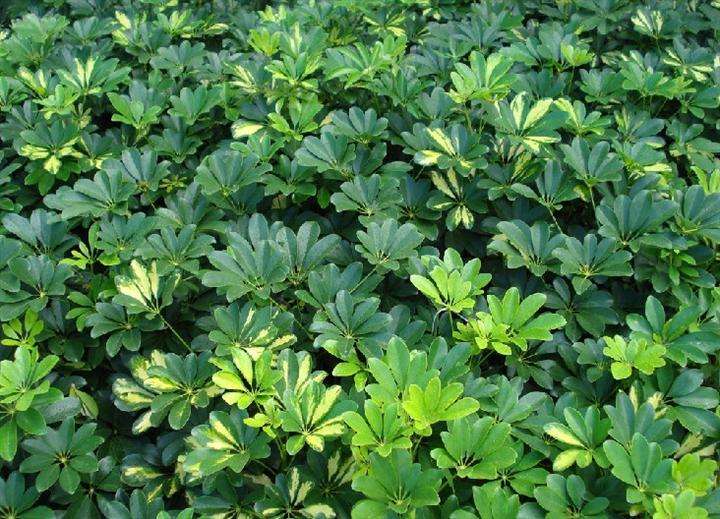 绿化草图片(100种绿化带或路边常见的花草树木)