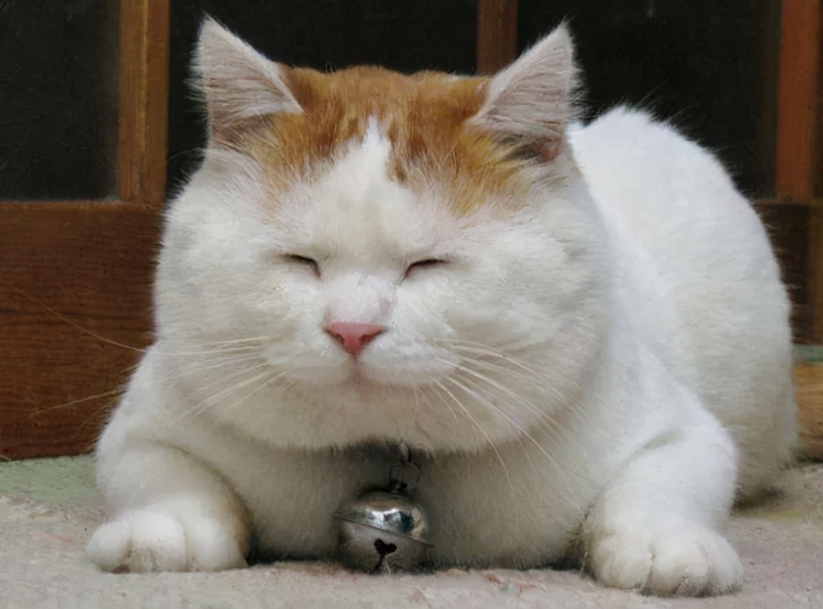 一组猫咪微笑的温暖图片:看完后心情都愉悦了