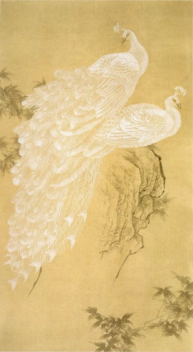 孔雀东南飞！高贵、冷艳的白孔雀