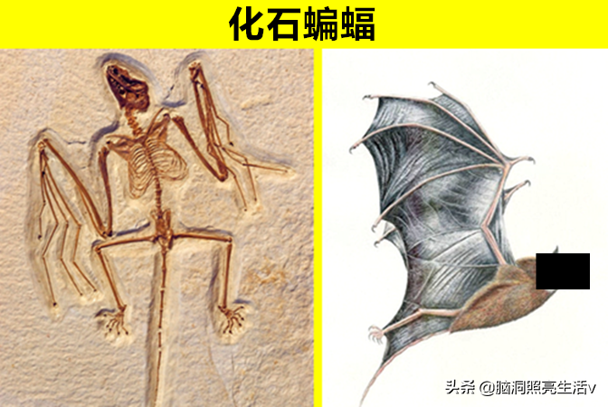 鲜少有人能够知晓的，8个只存在于史前文明的神秘动物