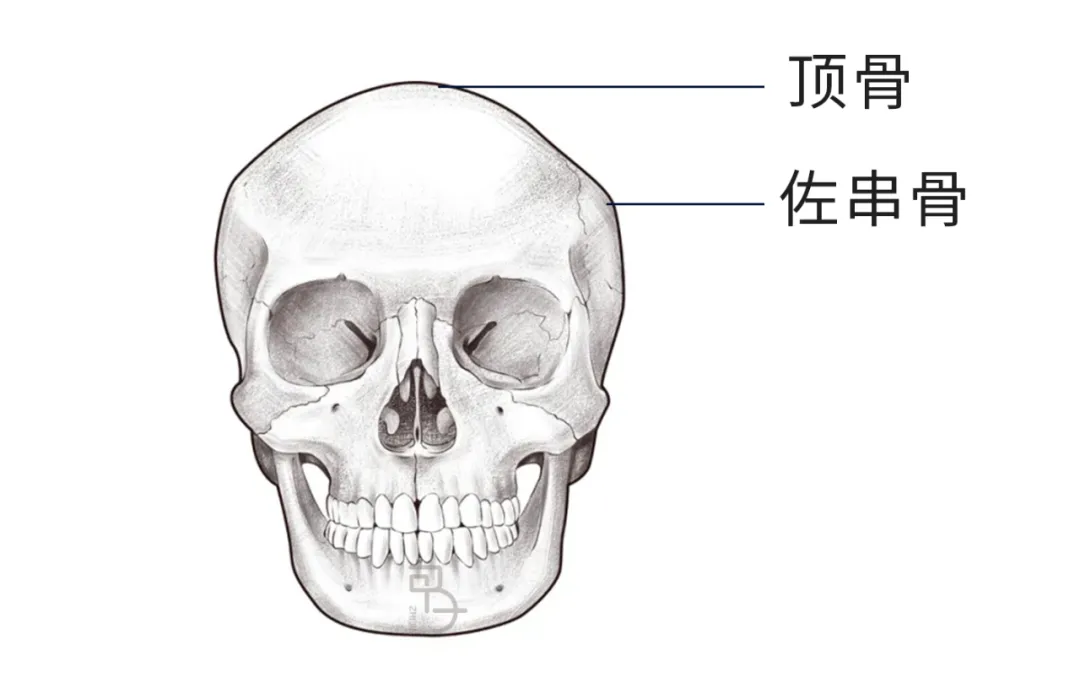 如何用脑科学的方式打开传统骨相学？