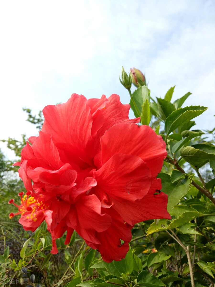 被"误解"很深的扶桑,其实观赏价值极高,现在正当时,别不懂养