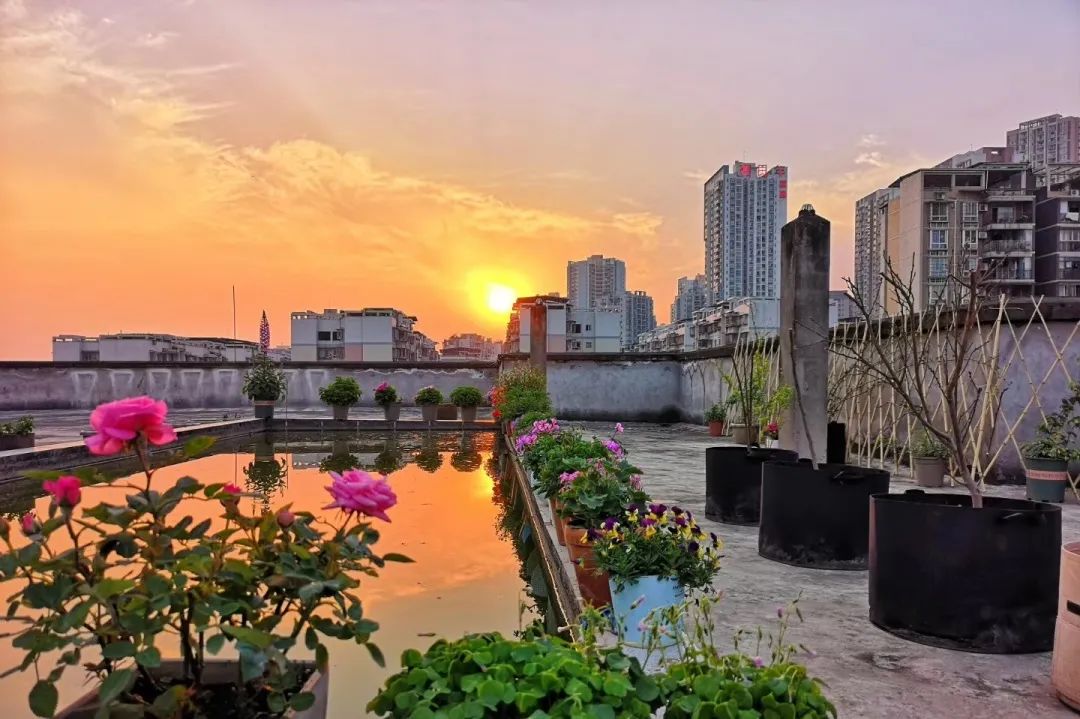 海妈花园访问｜想种花没地方？重庆小学老师在学校楼顶造了座花园