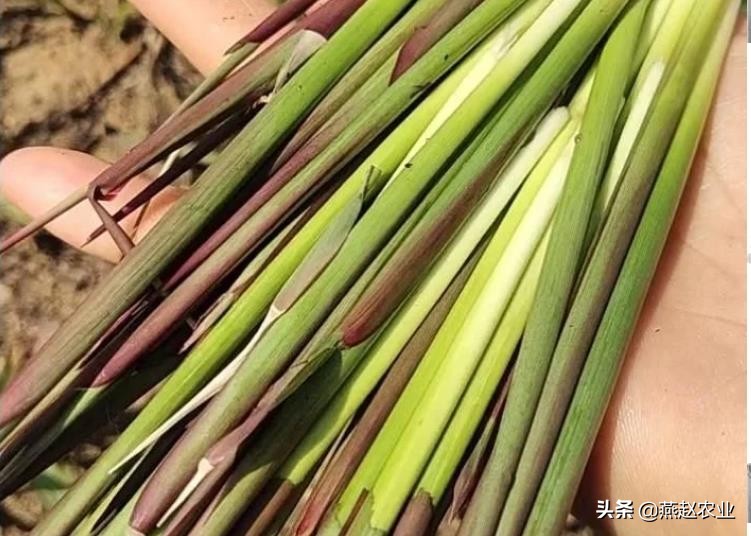 过去庄稼人最讨厌这种草,如今它的根却很值钱,还能卖进大酒店