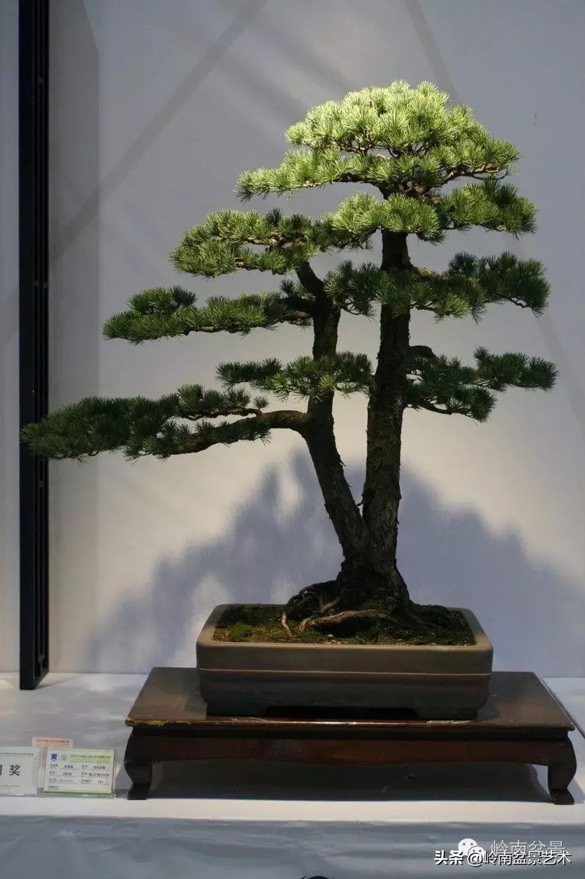 百木之长话青松