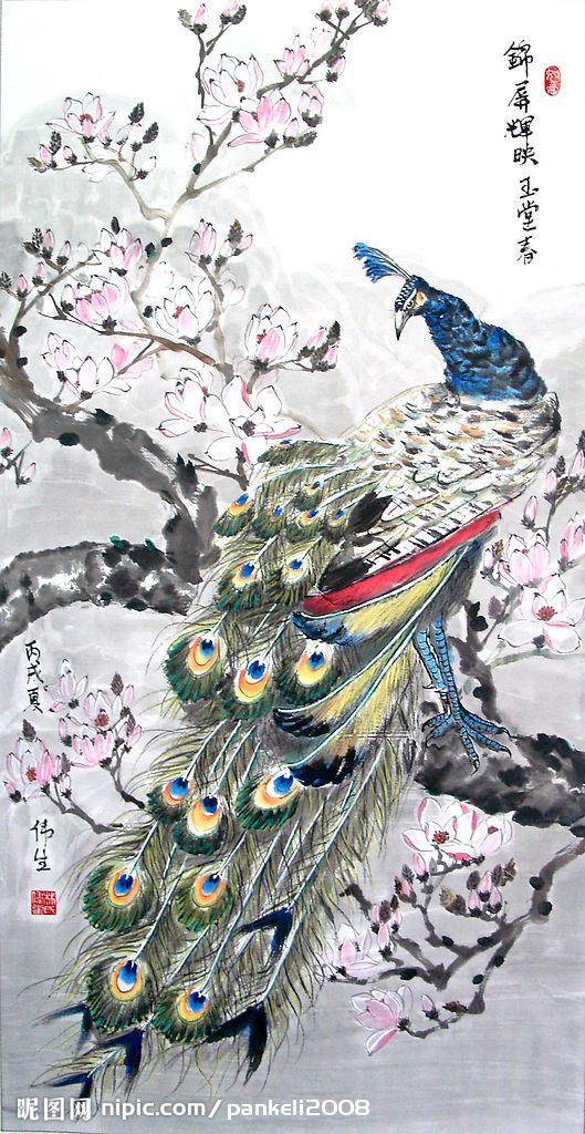 孔雀东南飞！高贵、冷艳的白孔雀