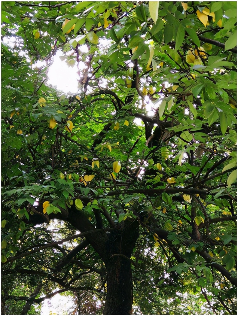 适合广东种植的庭院果树