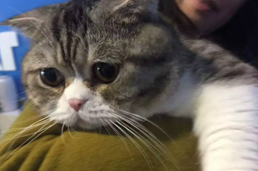 大学生在宿舍养猫被没收，学校禁止养宠物，弃养情况时有发生