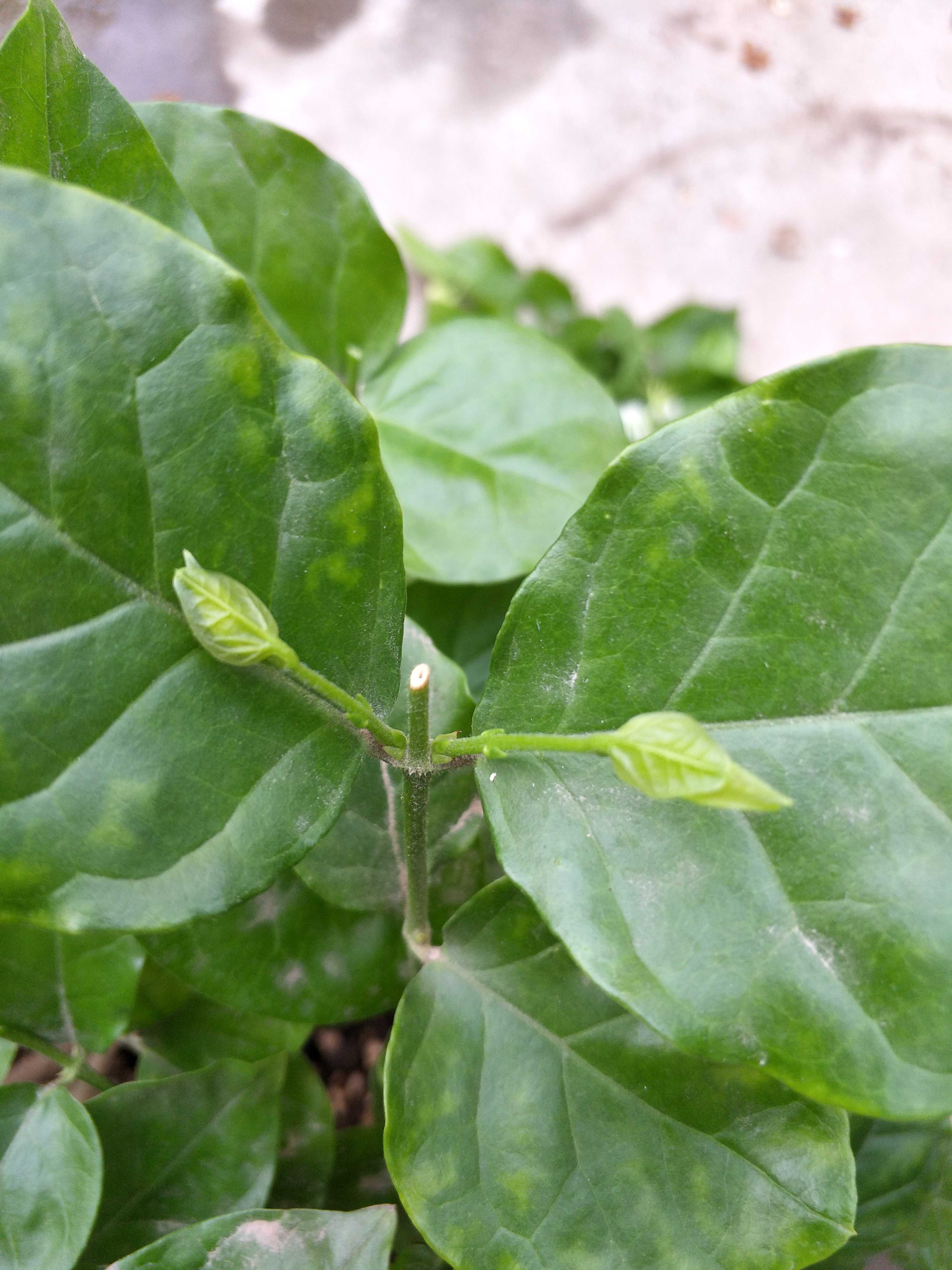 茉莉花几月份发芽（养护茉莉花做到三部曲开满花）