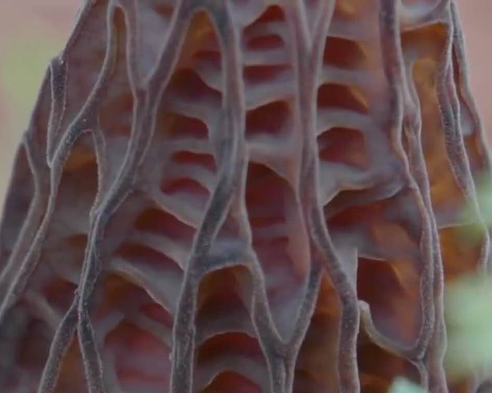 这才是要发了，羊肚菌栽培技术及注意事项