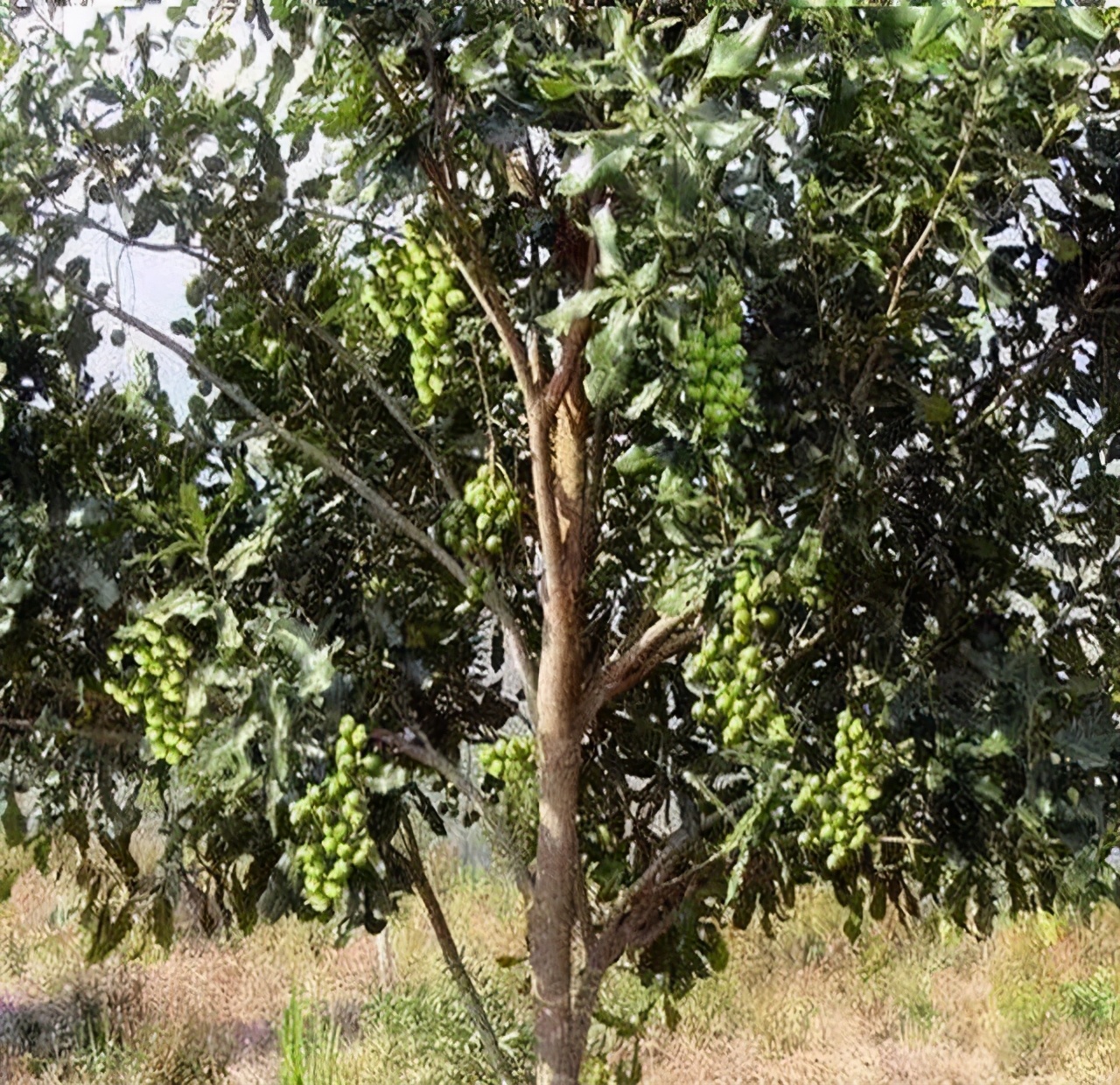 夏威夷图片夏威夷果树图片