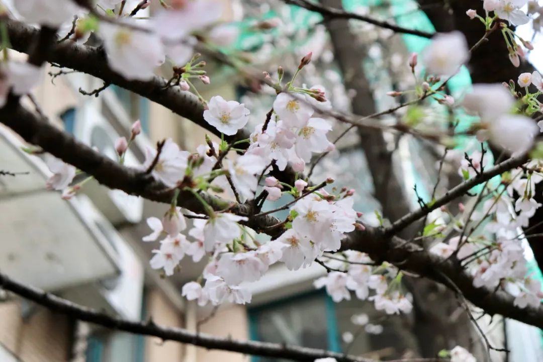 春意锦绣，赏樱正当时，来看看清合嘉园西区的樱花胜景吧