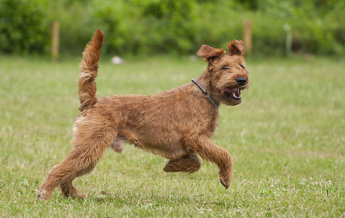 世界名犬品种大全（最全狗狗品种科普及简要介绍）