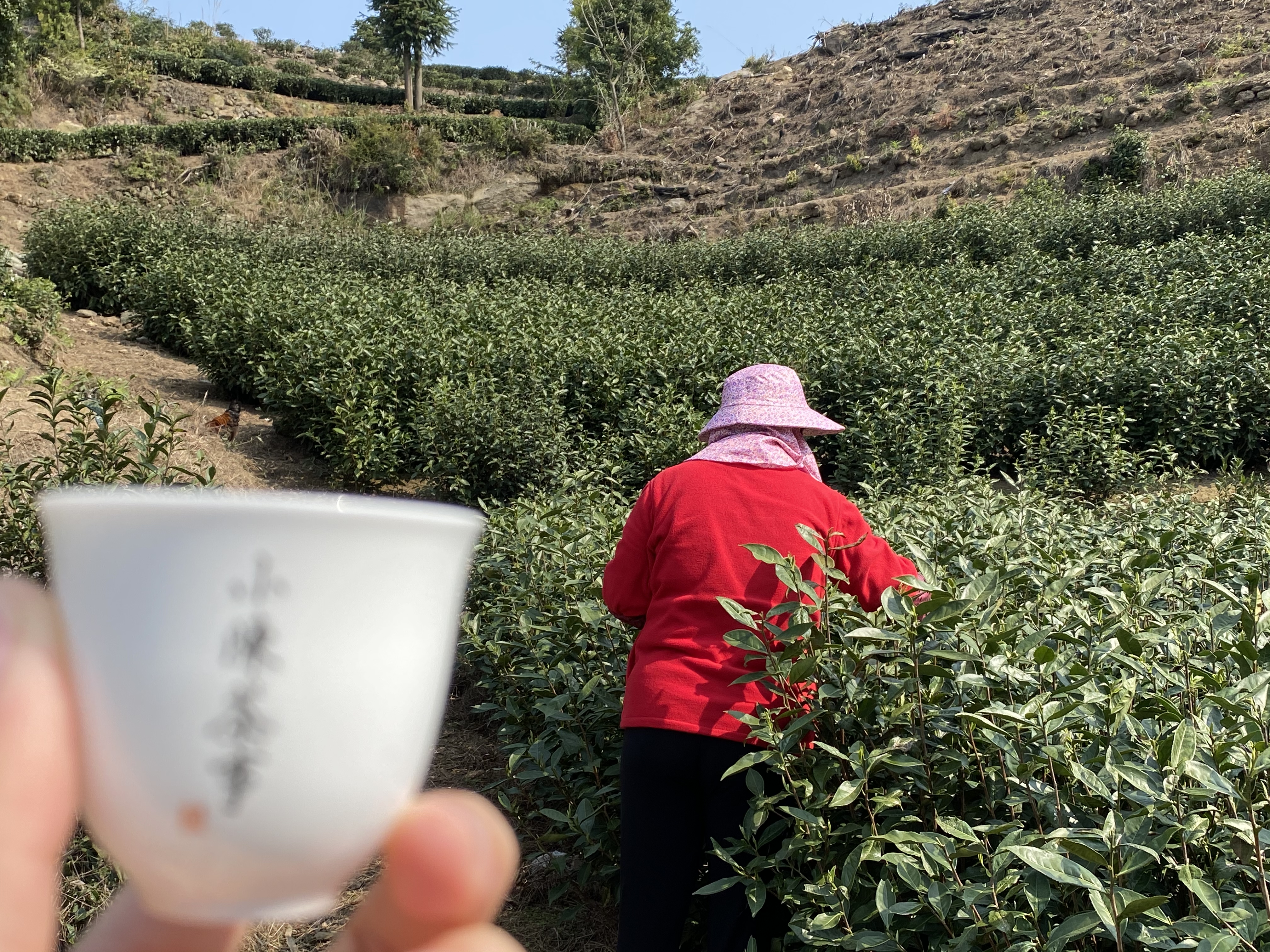 喝懂白茶的7个基础知识，看懂了以后，你喝茶可以少花很多心思