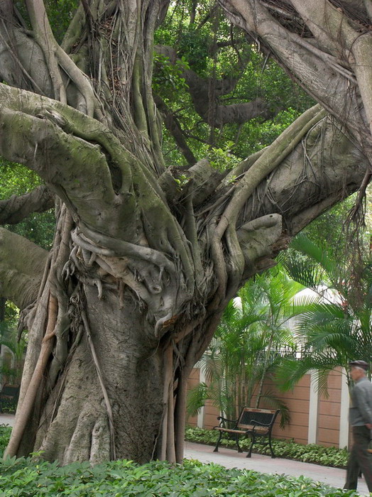 赞美榕树的诗句「优美」 -语文-巧兔教学