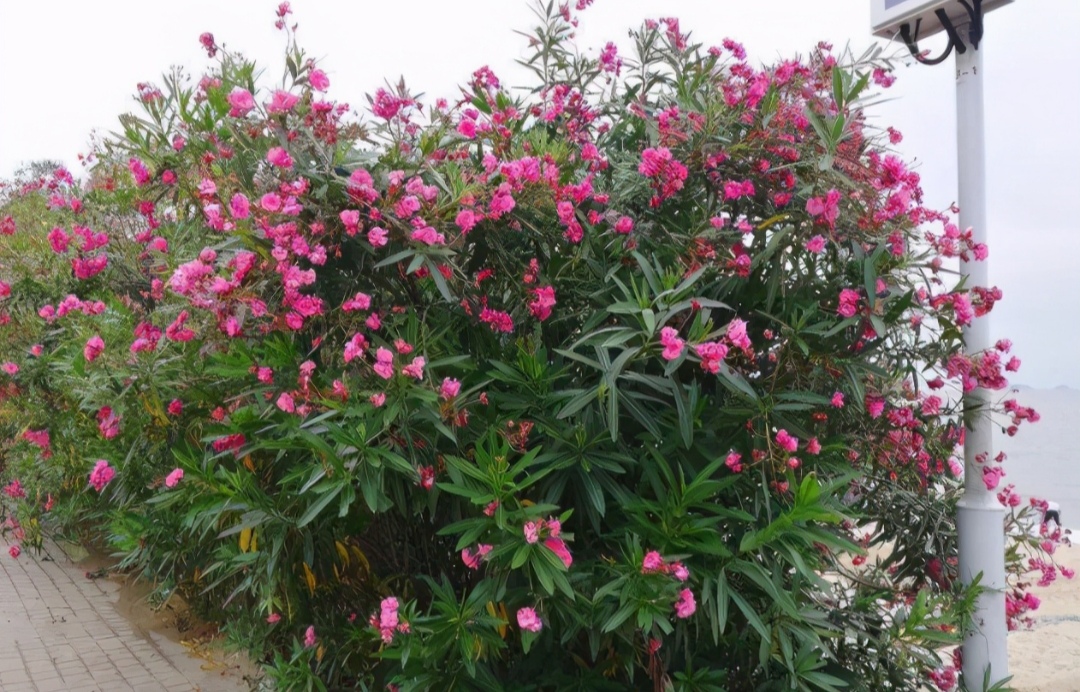 绿化树品种大全(100种绿化带或路边常见的花草树木)