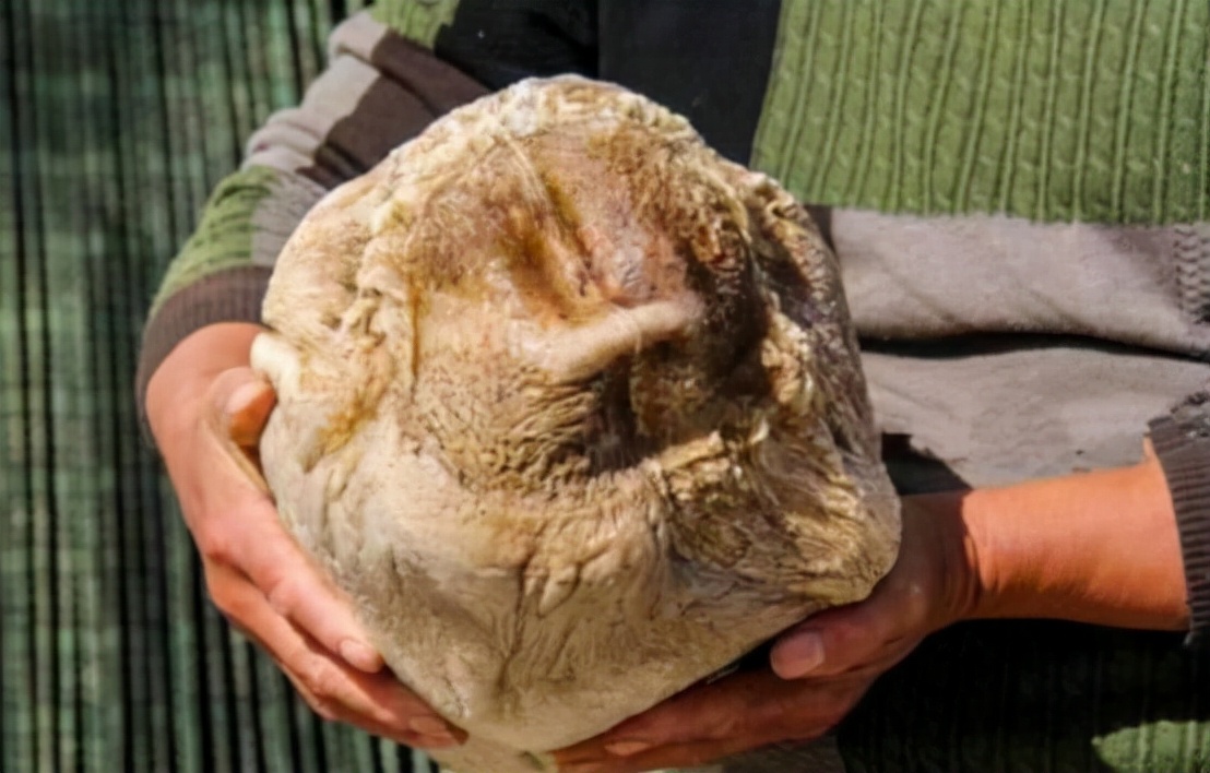 多人捡到"太岁"后暴富,为何民间却称不祥之物?