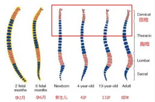 宝宝多大开始用枕头?比你想的要晚